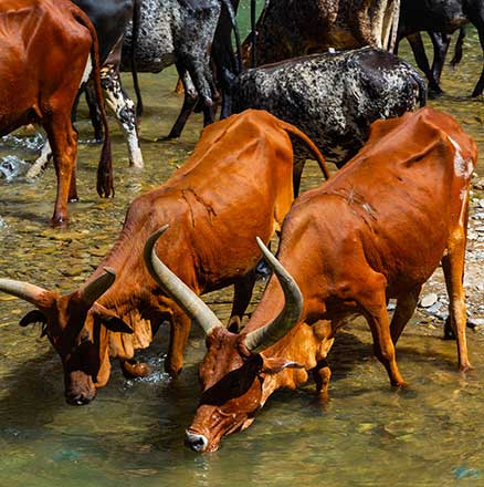 Zoonotic diseases: why environmental and social justice is at the heart of tackling this complex threat